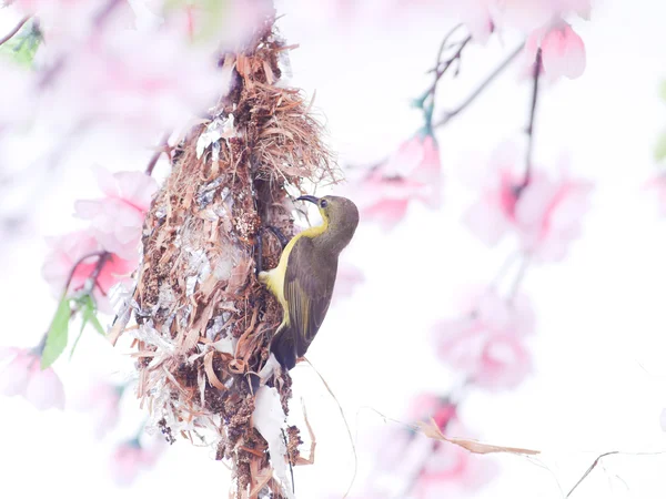 Sun bird — Stock Photo, Image