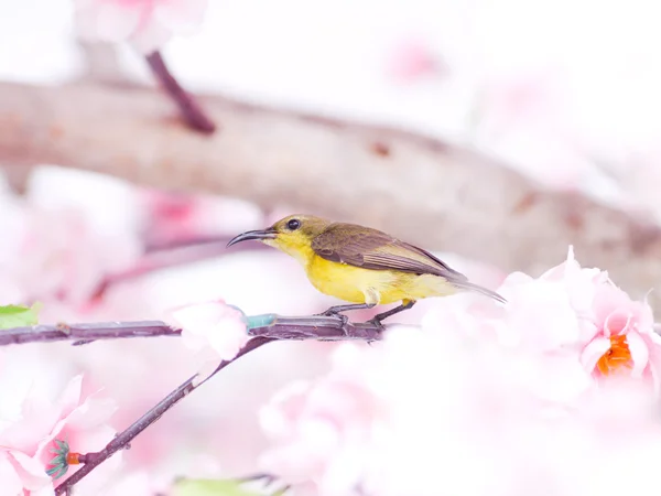 Zon vogel — Stockfoto