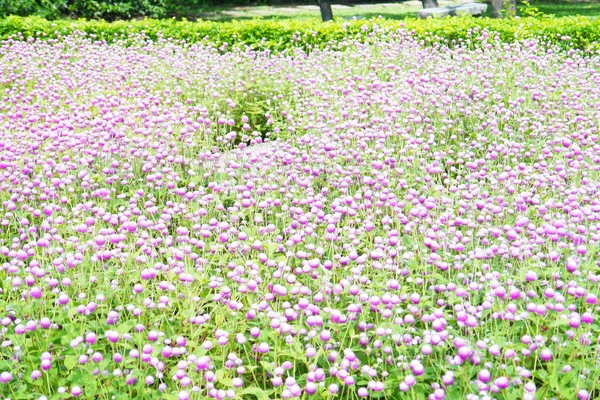 Färgglada blommor — Stockfoto