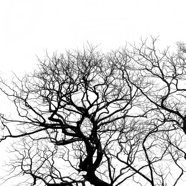 Tree silhouette . — Stock Photo, Image