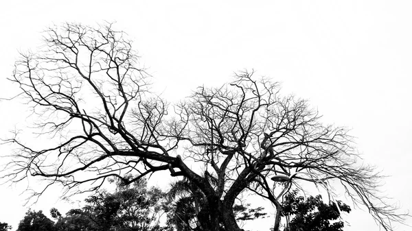 Tree silhouette . — Stock Photo, Image