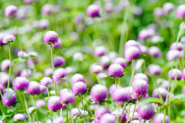 Globe amaranth flowers . — Stock Photo, Image