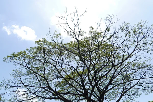 Big tree on blue sky — Stock Photo, Image