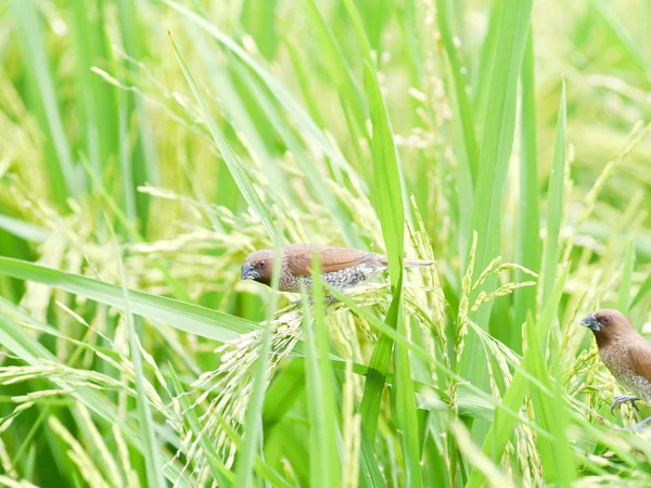 Pássaro no campo de arroz — Fotografia de Stock