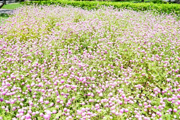 Flores coloridas — Fotografia de Stock