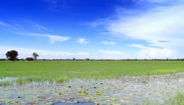 Field in blue sky. — Stock Photo, Image