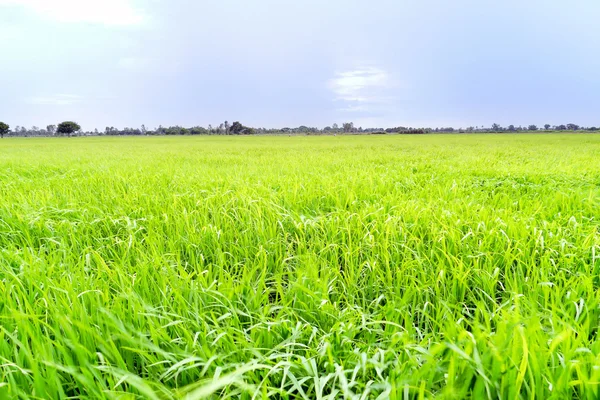 Veld in blauwe hemel. — Stockfoto