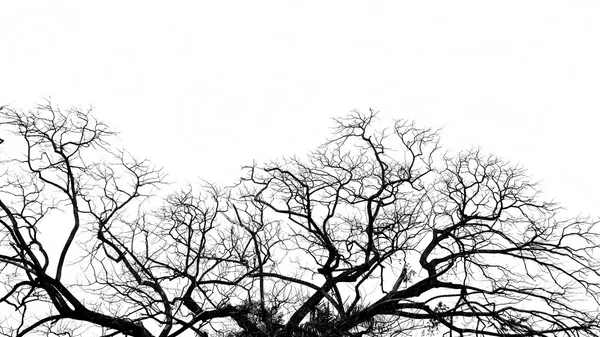 Tree silhouette . — Stock Photo, Image
