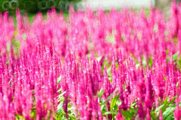 Överraskning färgglada bokeh . — Stockfoto