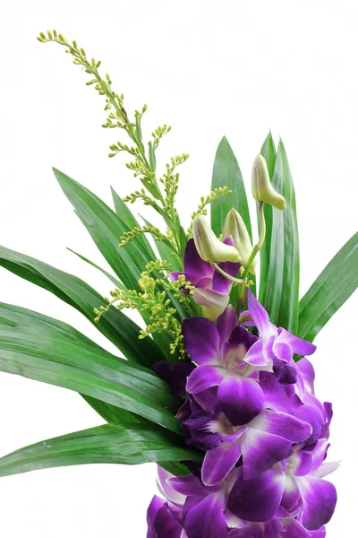 Πορφυρό λουλούδι ορχιδέας . — Φωτογραφία Αρχείου