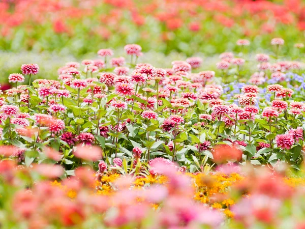 Zinnia scarlet flowers — Stock Photo, Image