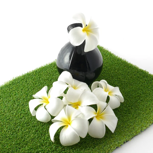 Bílé květy na zelené . — Stock fotografie