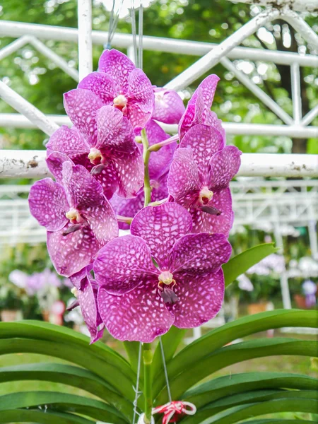 Orquídea colorida . — Fotografia de Stock