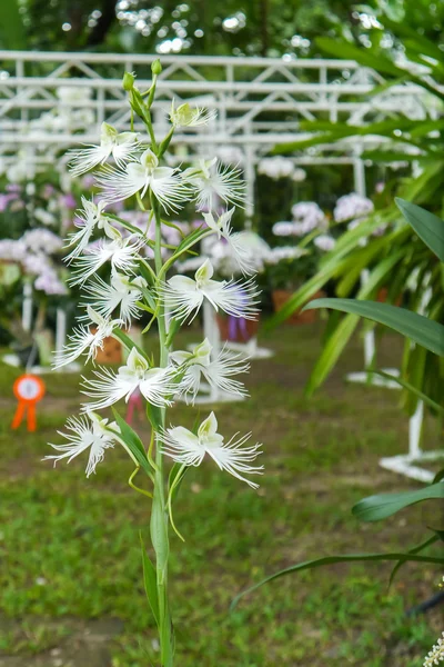 Kleurrijke orchid. — Stockfoto