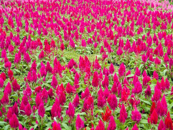 Färgglada blommor. — Stockfoto