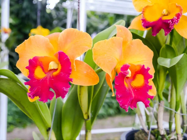 Kolorowe orchidea. — Zdjęcie stockowe