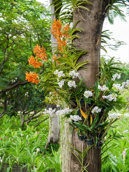 Orchidée colorée . — Photo