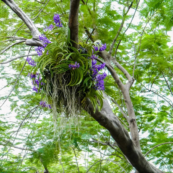 Bunte Orchidee. lizenzfreie Stockbilder