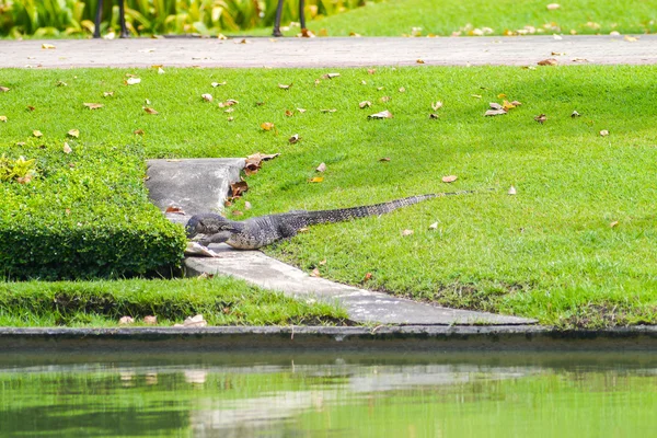 Varanuse äter — Stockfoto