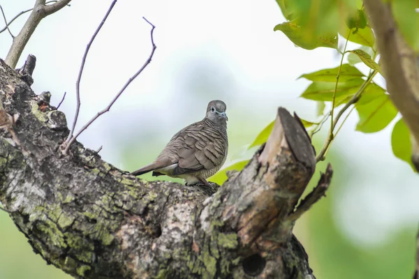 Taubenvogel — Stockfoto