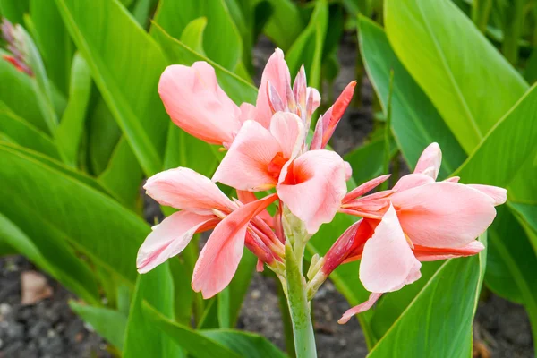 Cannas lilly
