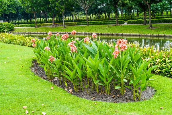 Cannas lilly