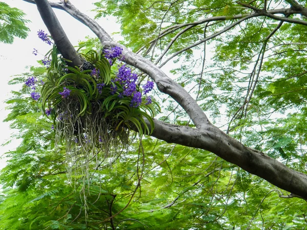 Kleurrijke orchid. — Stockfoto