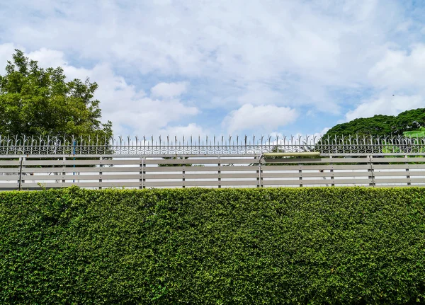 Pared de planta verde  . —  Fotos de Stock