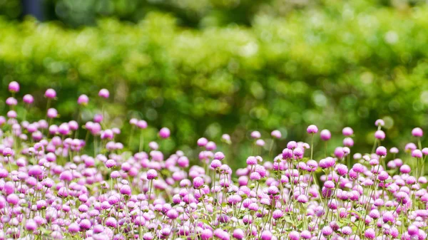 Globe amaranth  flowers . — Stock Photo, Image