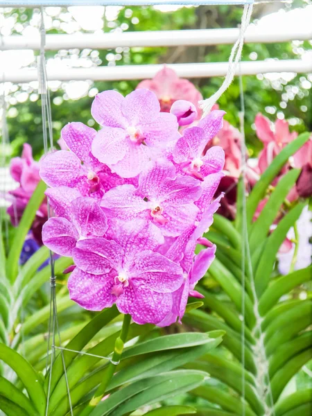 Orchidea variopinta . — Foto Stock