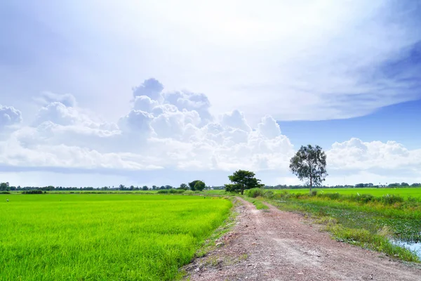 Field  in blue sky. — Stock Photo, Image