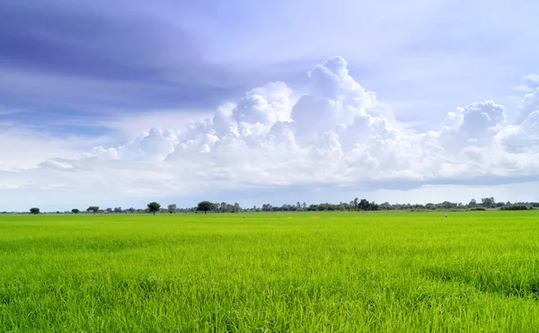 Field  in blue sky. — Stock Photo, Image