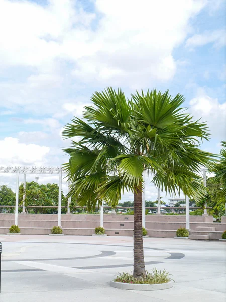 Palm trees. — Stock Photo, Image
