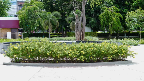 Park im Sommer — Stockfoto