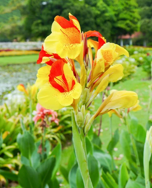 Cannas lilly — Stockfoto