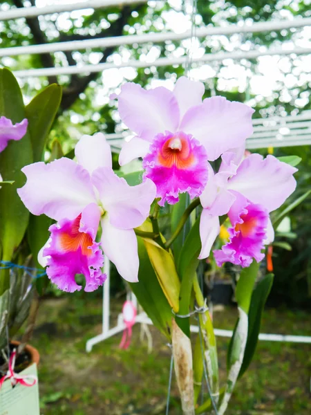 Orquídea colorida . — Foto de Stock
