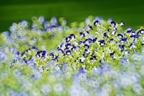 Renkli salıncaklı çiçek . — Stok fotoğraf