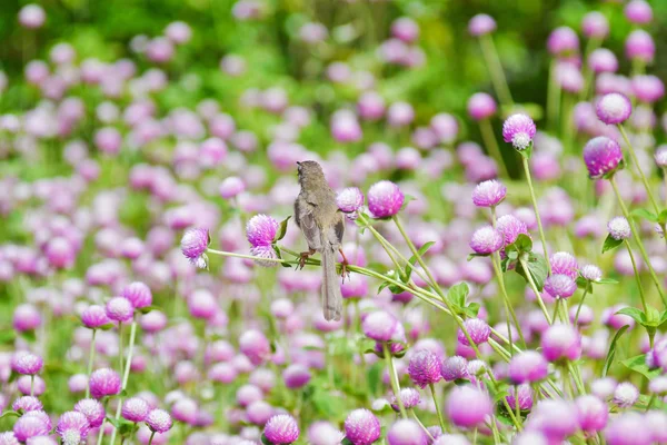 Globe amaranth  flowers . — Stock Photo, Image