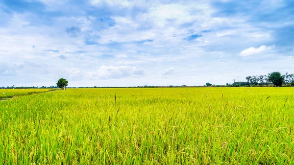 Рисові поля  . — стокове фото