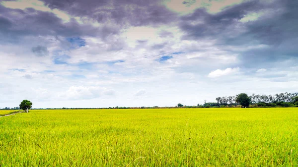 Campos de arroz . — Fotografia de Stock