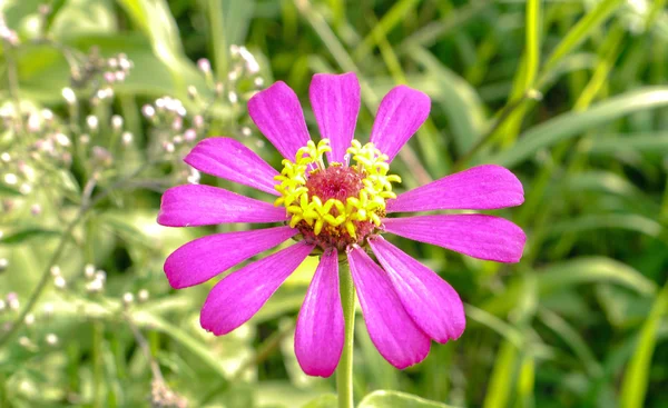 Fiore del cosmo . — Foto Stock