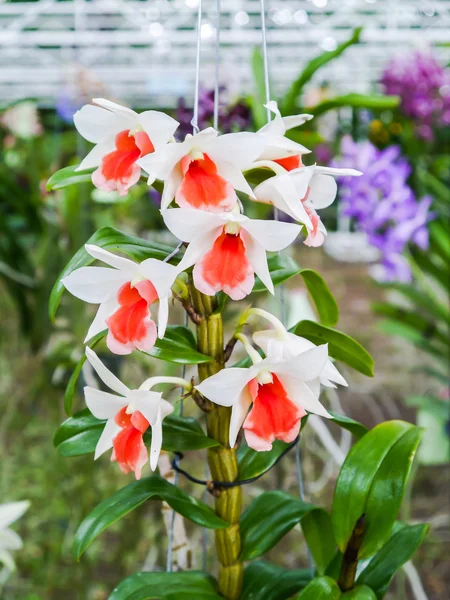 Orquídea colorida . — Fotografia de Stock