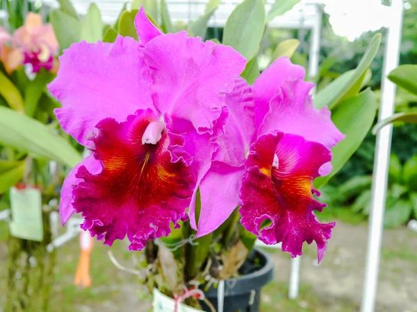 Kolorowe orchidea. — Zdjęcie stockowe
