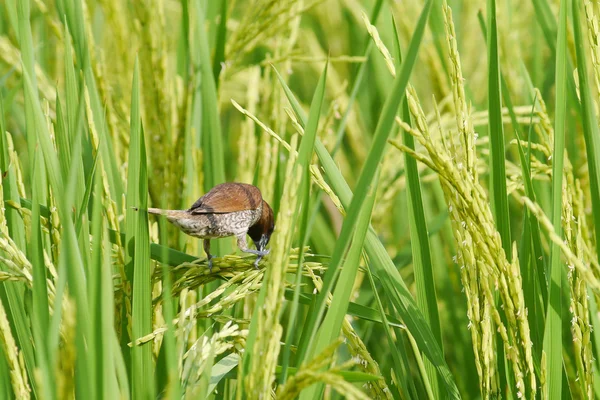 Rice field Thailand. — Stock Photo, Image
