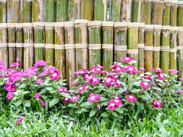 Bambou dans le parc — Photo