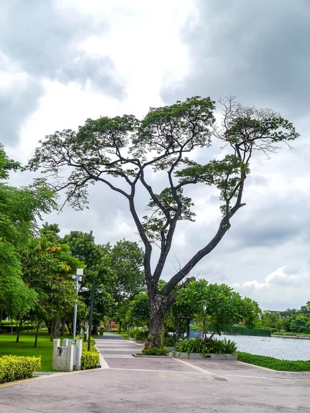 Grands arbres  . — Photo