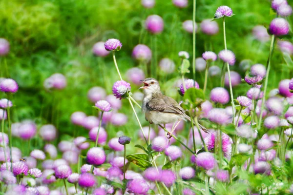 Globe amaranth  flowers . — Stock Photo, Image