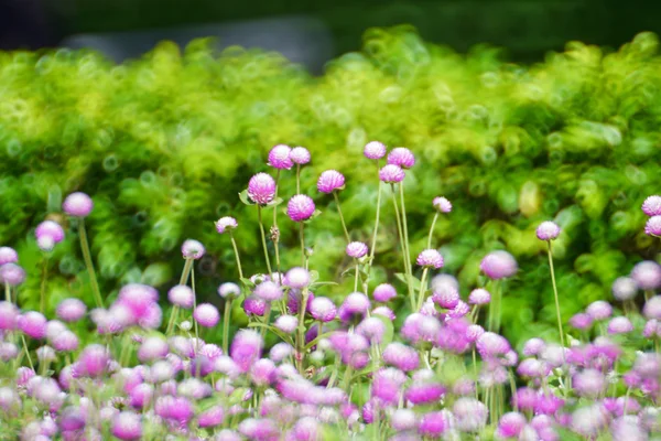 Globe amaranth  flowers . — Stock Photo, Image