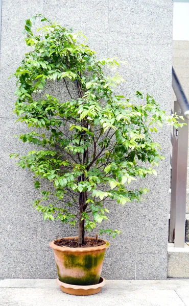 Bomen in potten — Stockfoto