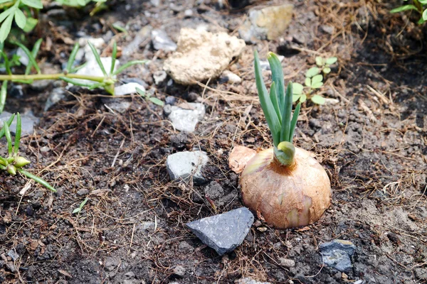 Planten uien — Stockfoto